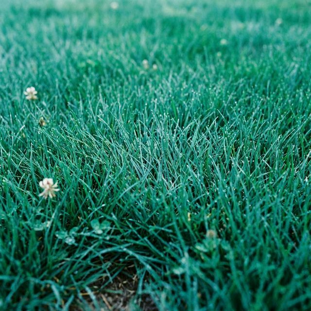 Kentucky Bluegrass: The King of Cool-Season Lawns
